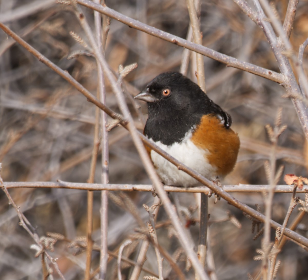 Spotted Towhee - ML612577259