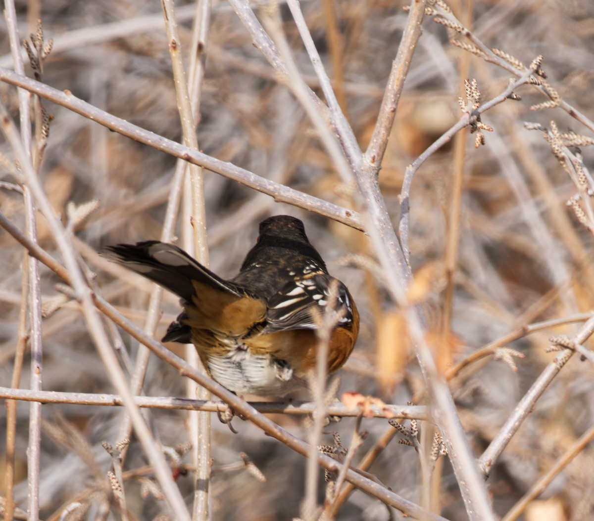 Spotted Towhee - ML612577260