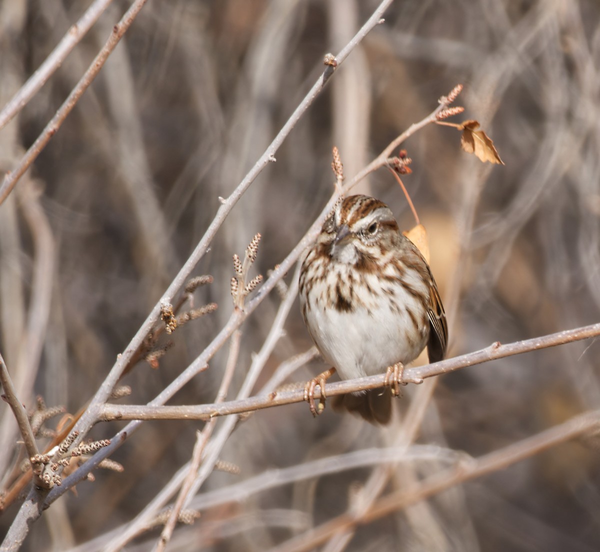 Song Sparrow - ML612577269