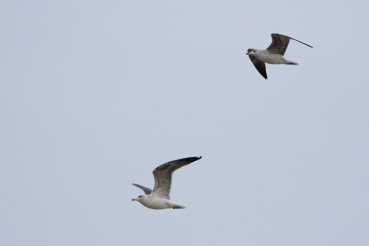 Lesser Black-backed Gull - ML612577281