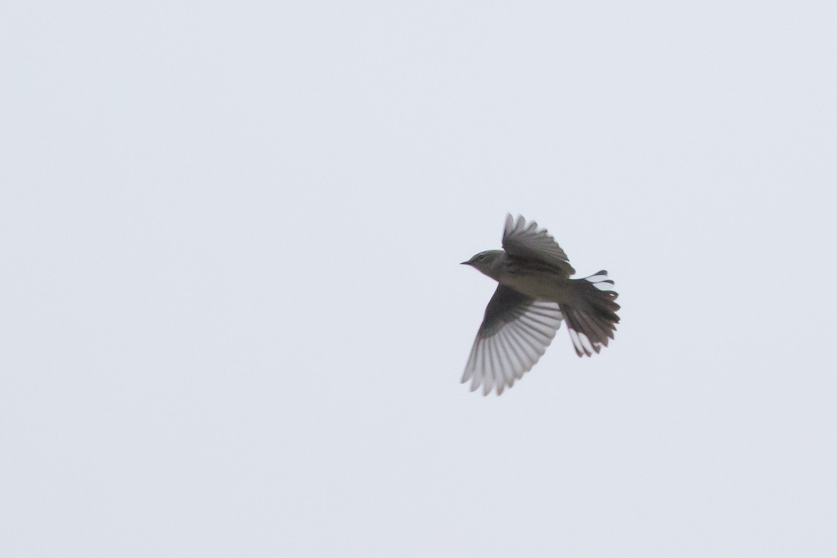 Yellow-rumped Warbler (Myrtle) - ML612577295