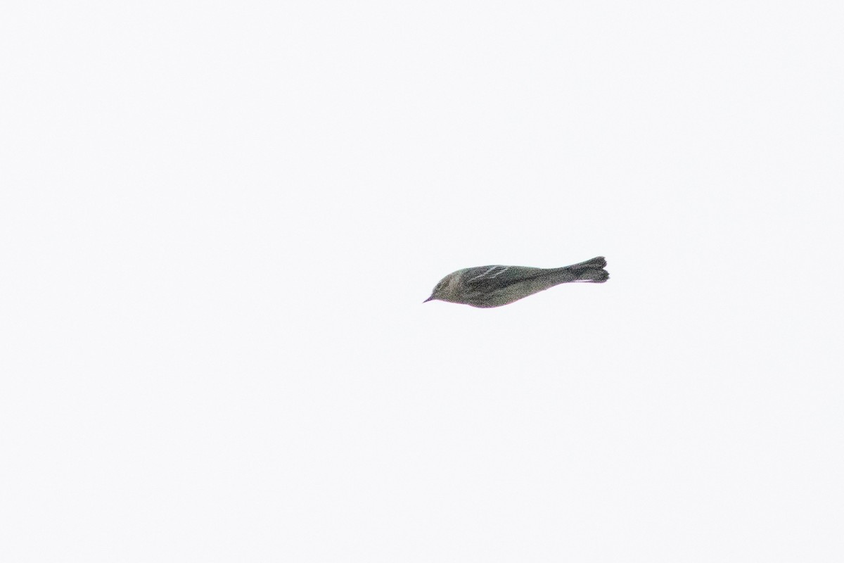 Yellow-rumped Warbler (Myrtle) - ML612577299