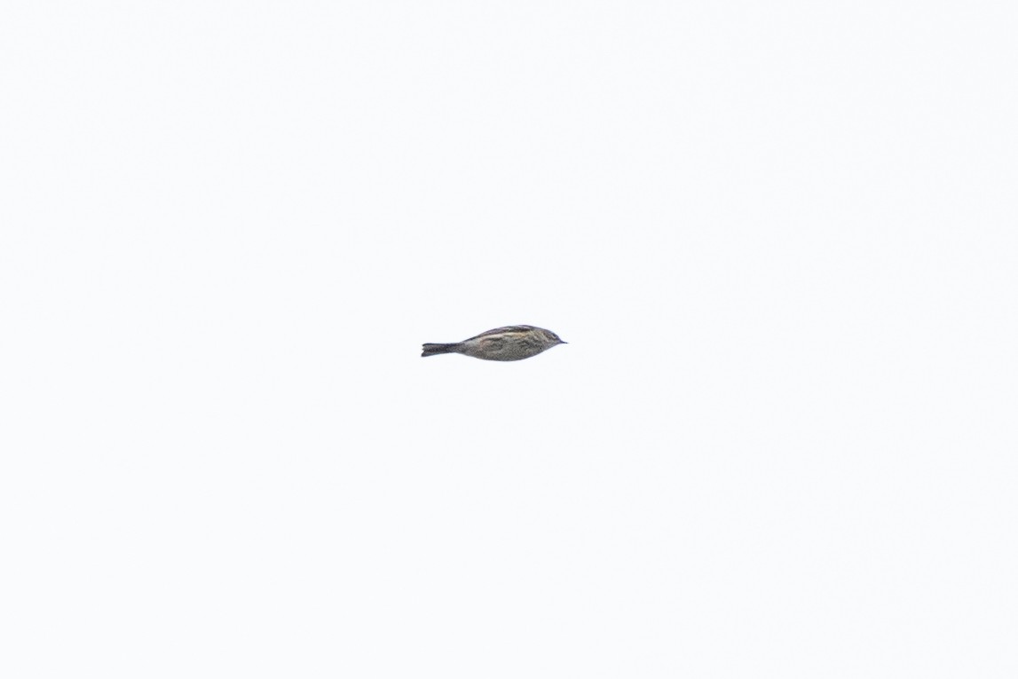Yellow-rumped Warbler (Myrtle) - ML612577307