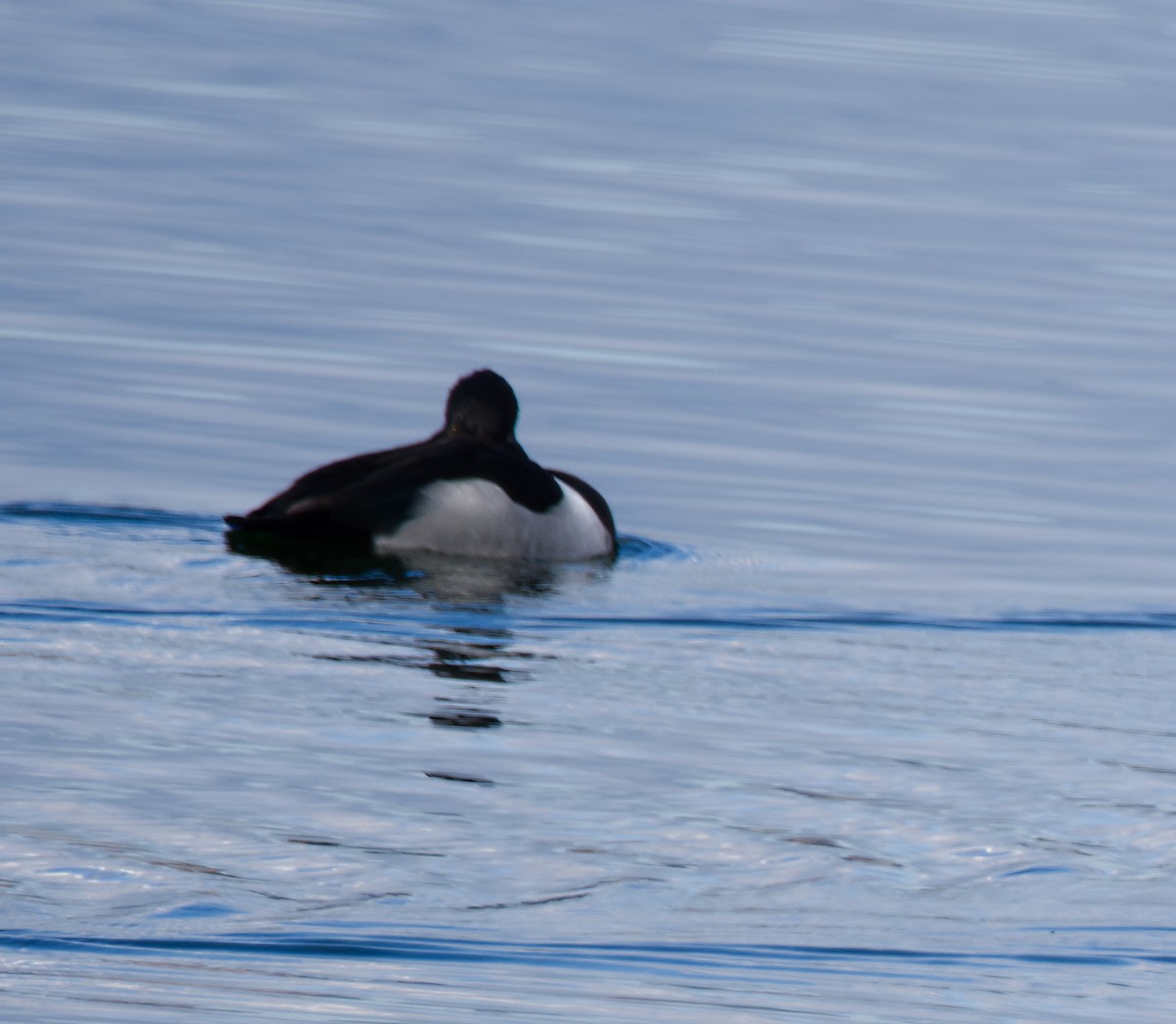 Ring-necked Duck - ML612577308