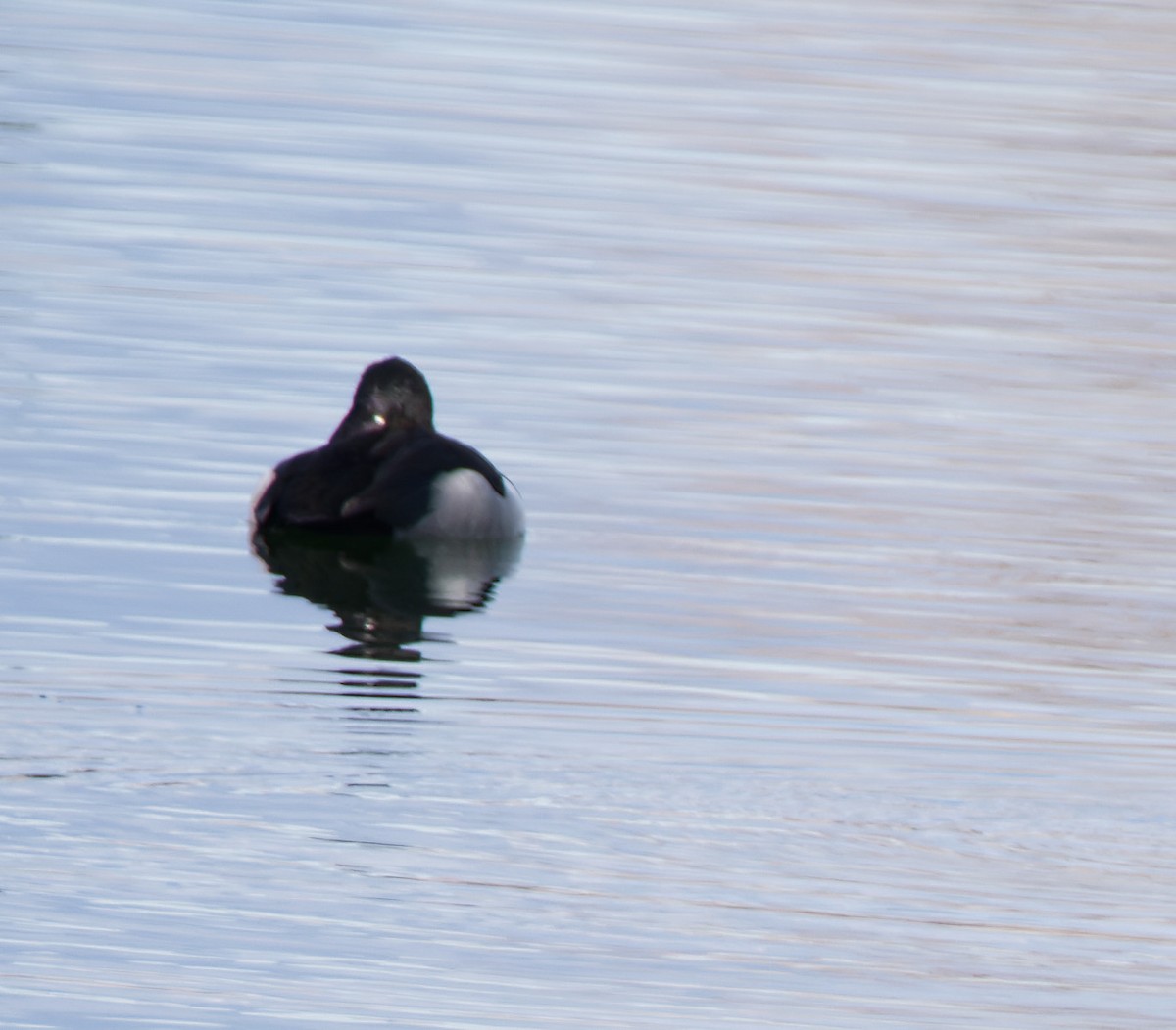 Ring-necked Duck - ML612577309