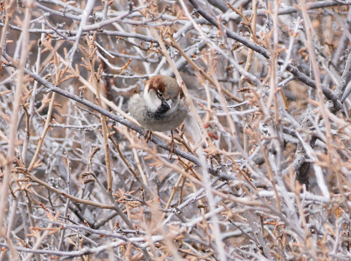 House Sparrow - ML612577326
