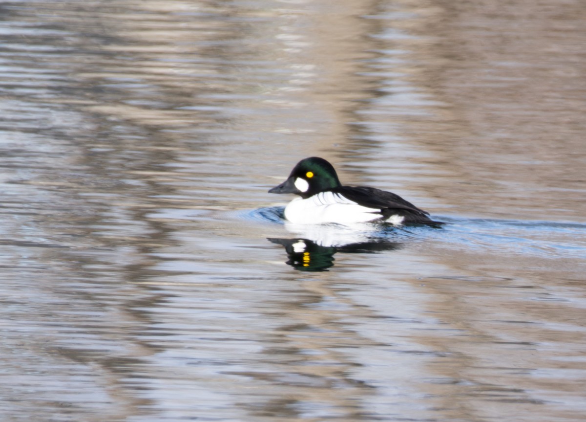 Common Goldeneye - ML612577334