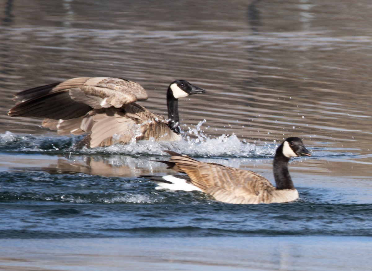 Canada Goose - ML612577336