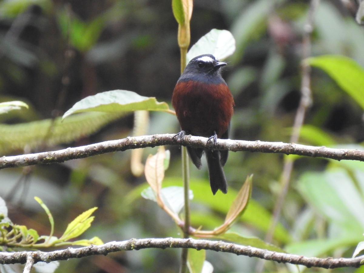 Chestnut-bellied Chat-Tyrant - ML612577339