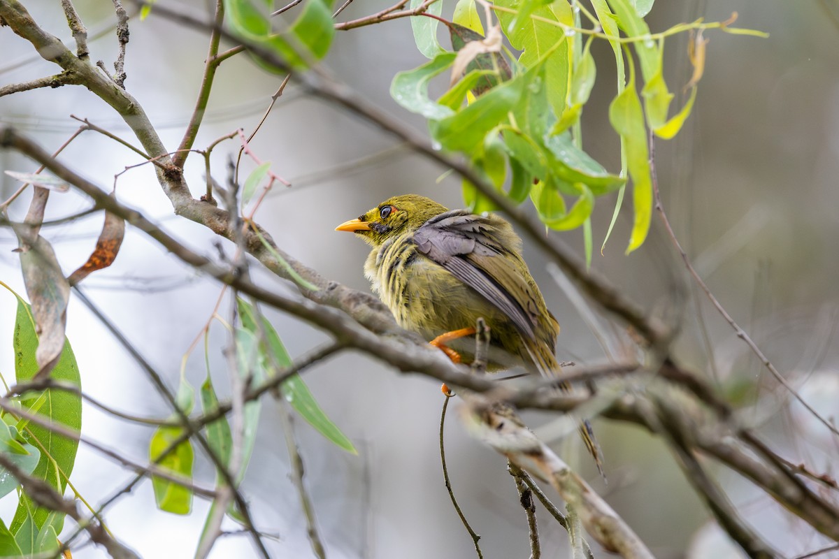 Bell Miner - ML612577396