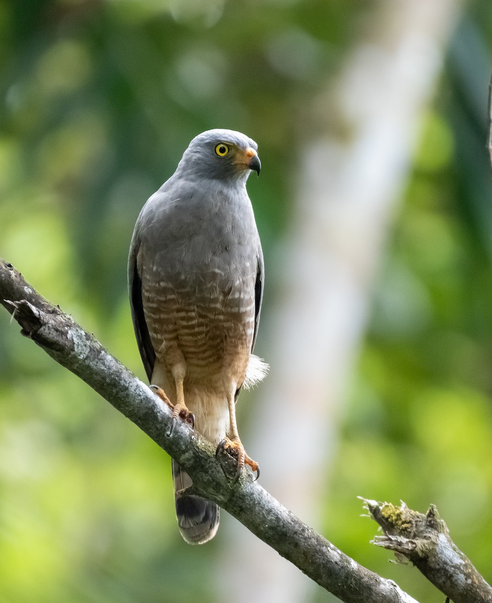 Roadside Hawk - ML612577415