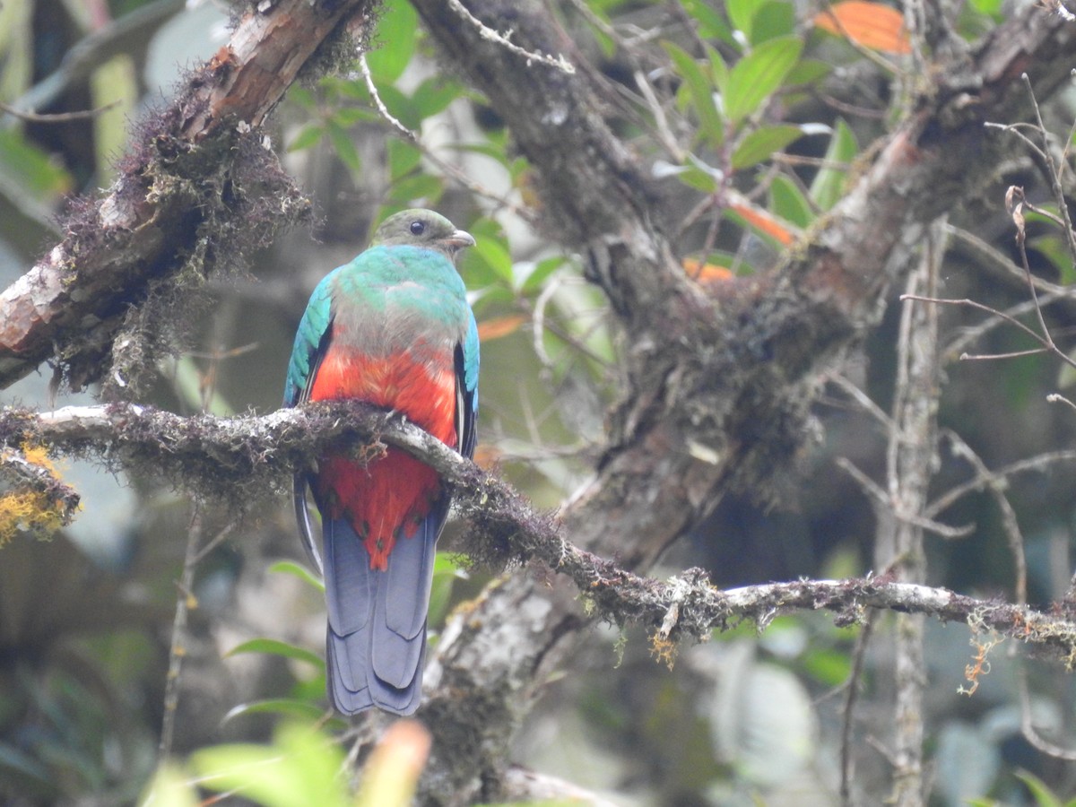 Golden-headed Quetzal - ML612577426