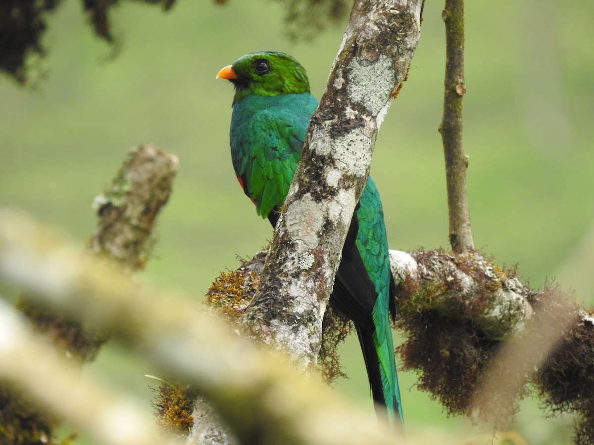 Golden-headed Quetzal - ML612577427