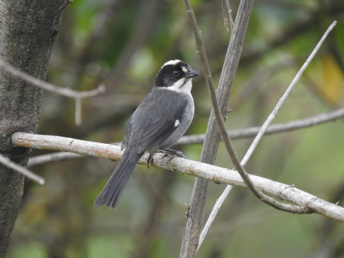 White-winged Brushfinch - ML612577534