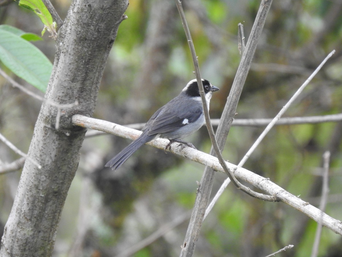 White-winged Brushfinch - ML612577537