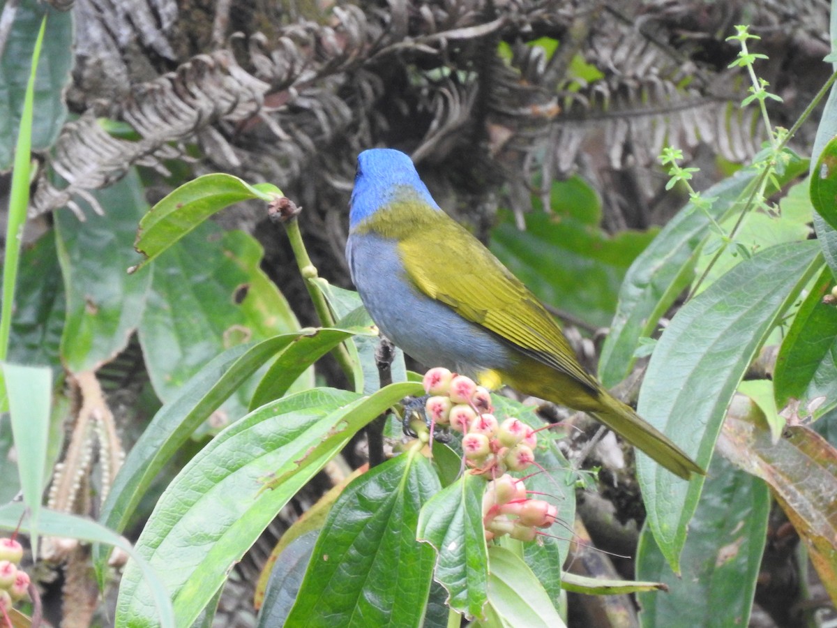 Blue-capped Tanager - ML612577600