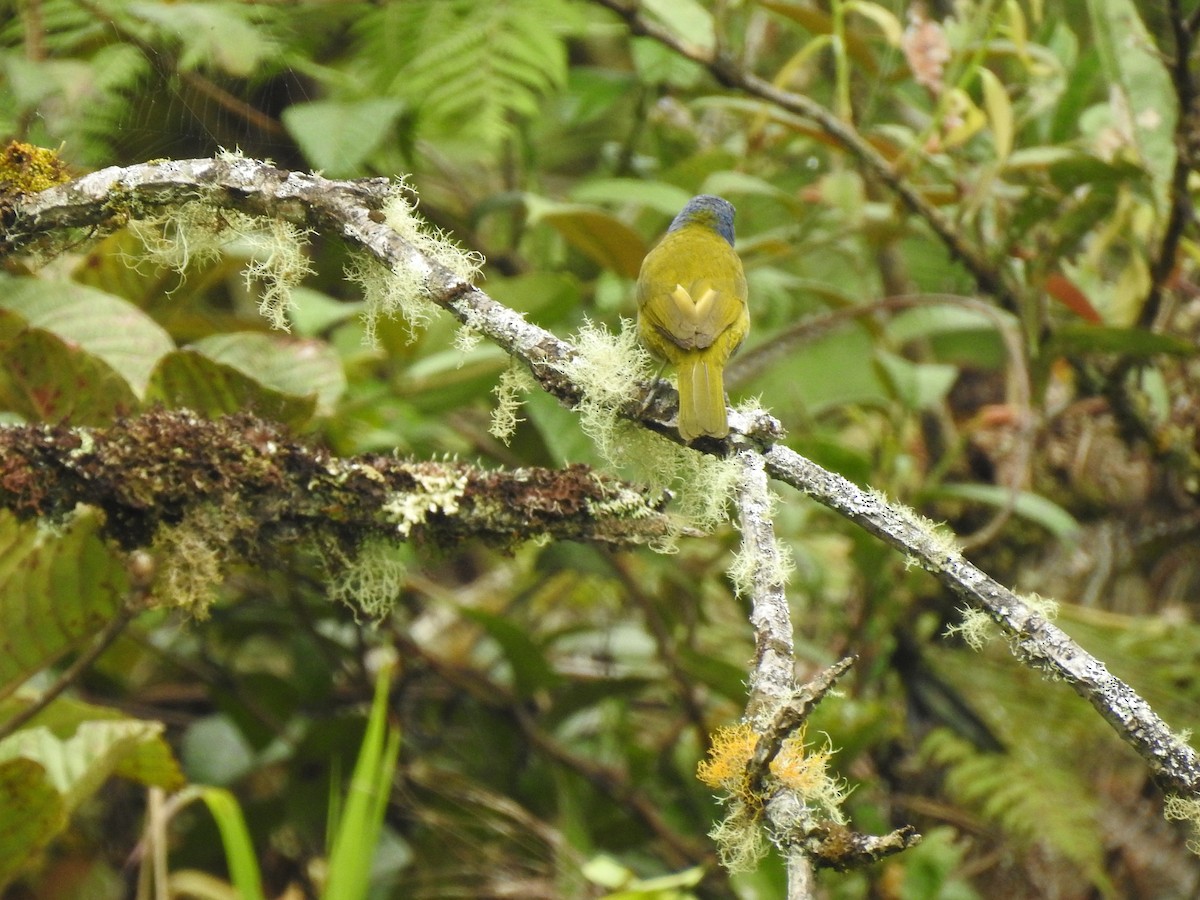 Blue-capped Tanager - ML612577603