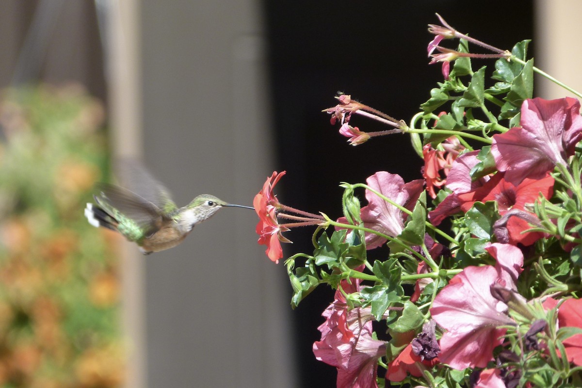 Broad-tailed Hummingbird - ML612577635