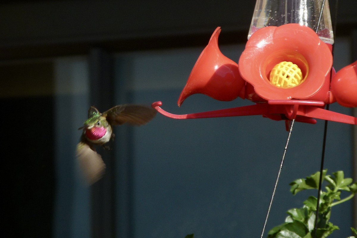 Broad-tailed Hummingbird - ML612577642