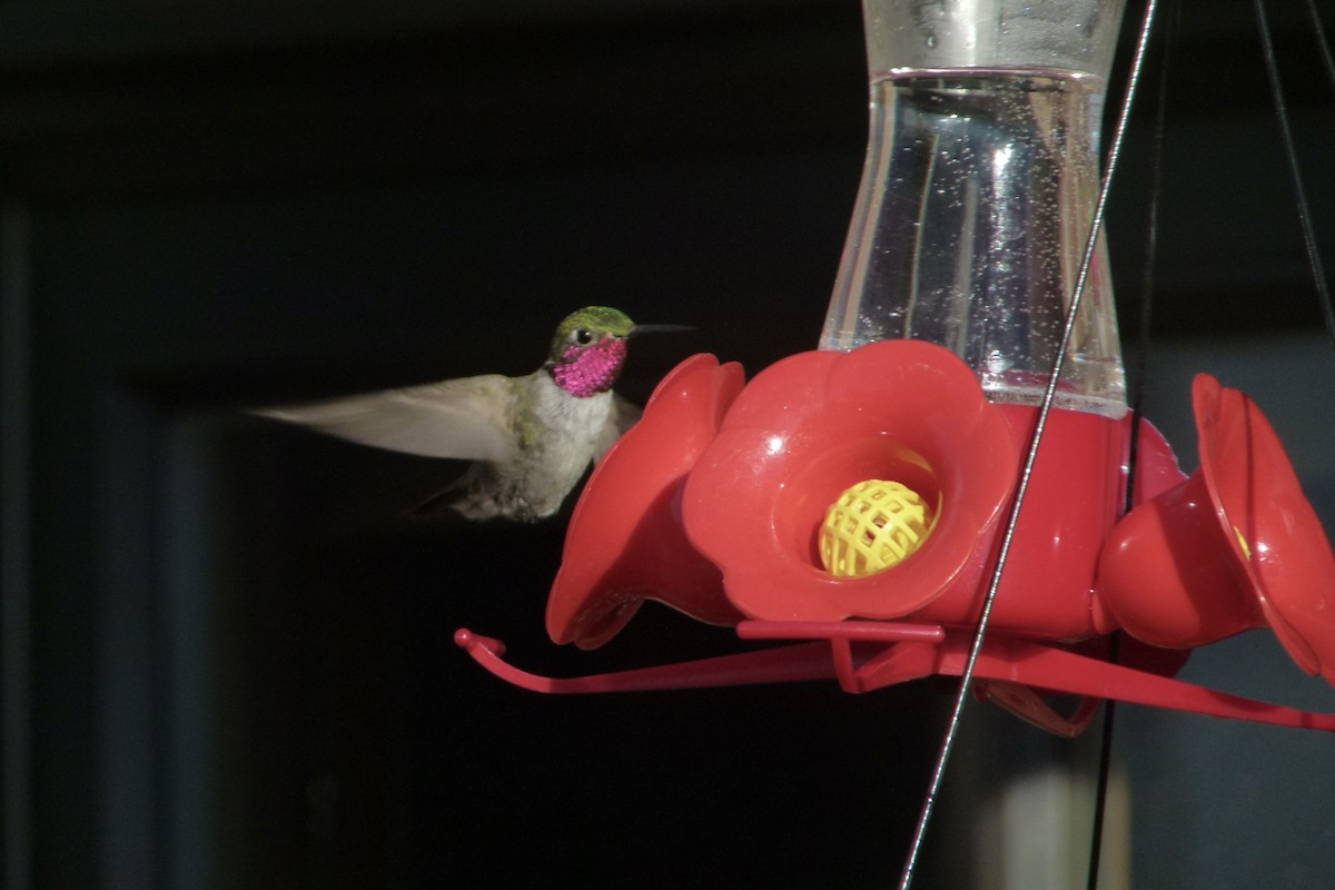 Broad-tailed Hummingbird - ML612577646