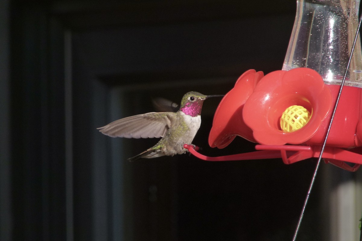 Broad-tailed Hummingbird - ML612577650