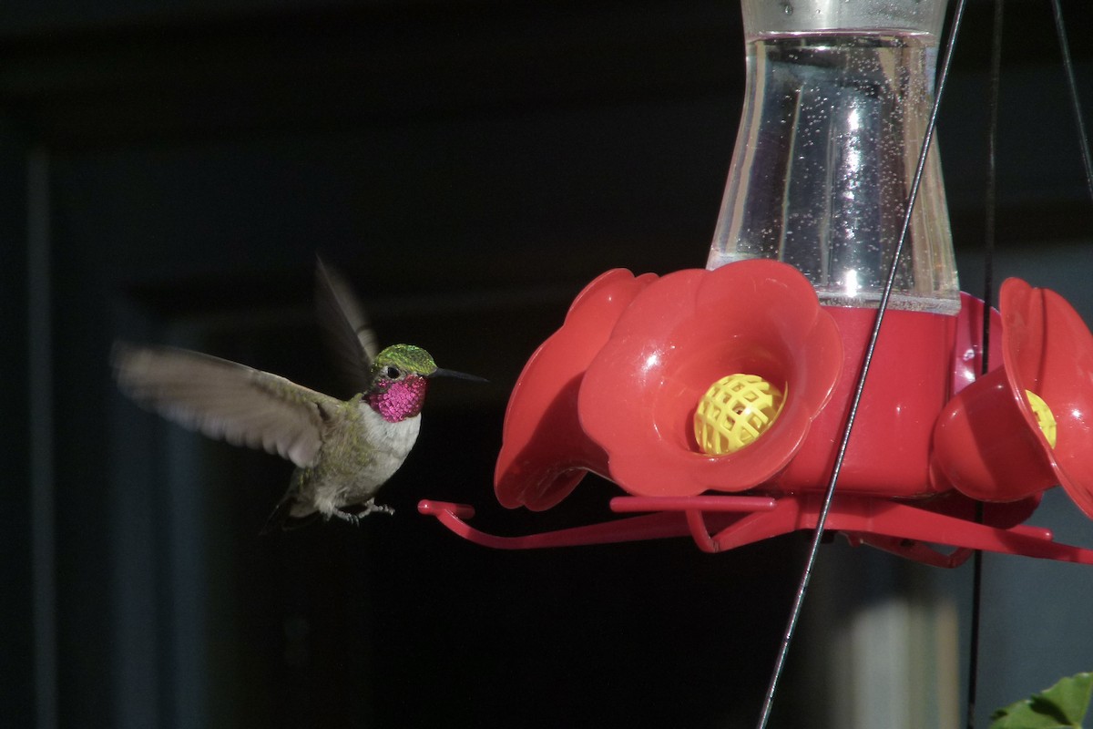 Broad-tailed Hummingbird - ML612577665