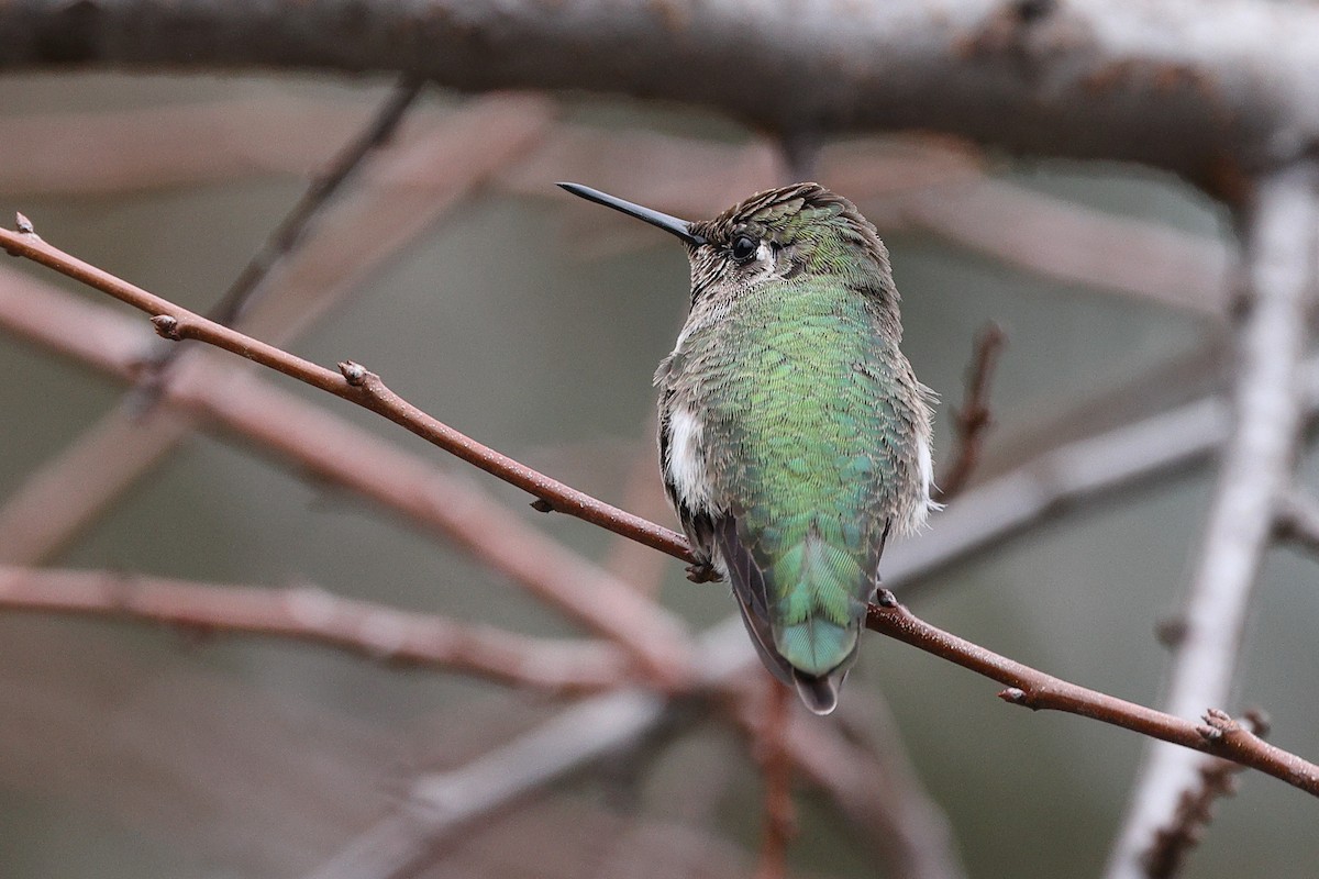 Anna's Hummingbird - ML612577667