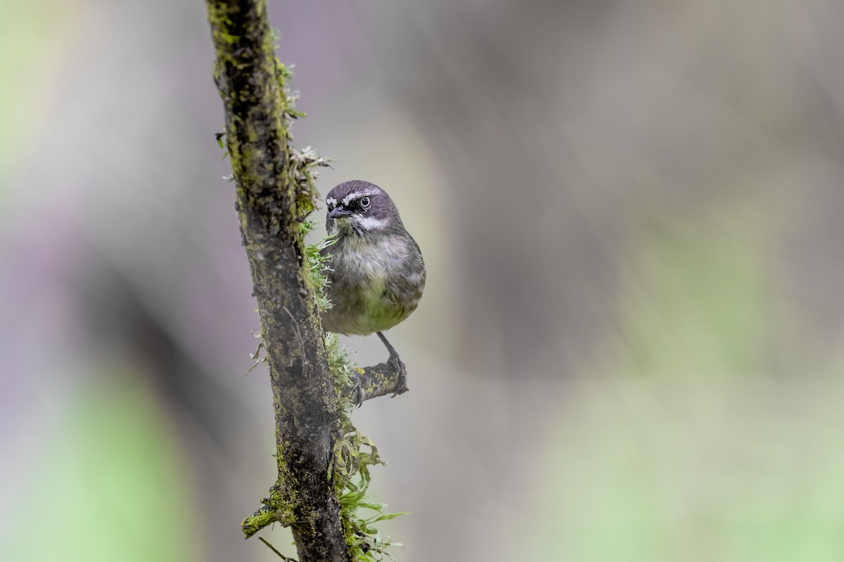 White-browed Scrubwren - Nathan Bartlett