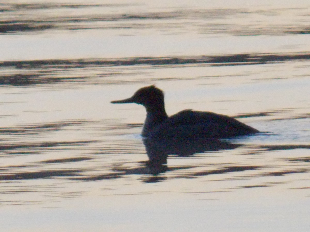 Red-breasted Merganser - ML612577679