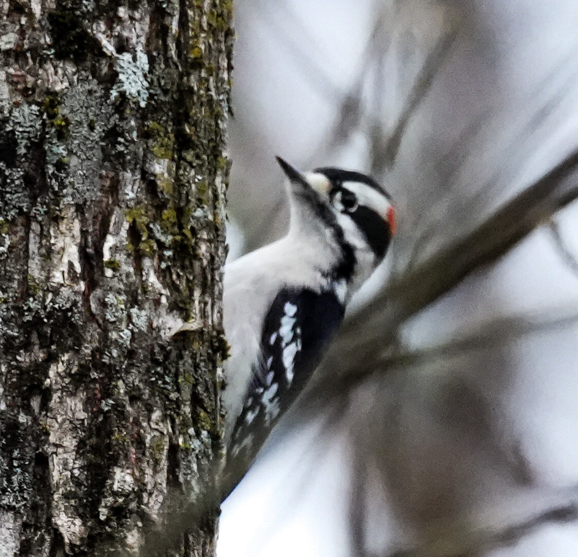 Downy Woodpecker - Chris Curl