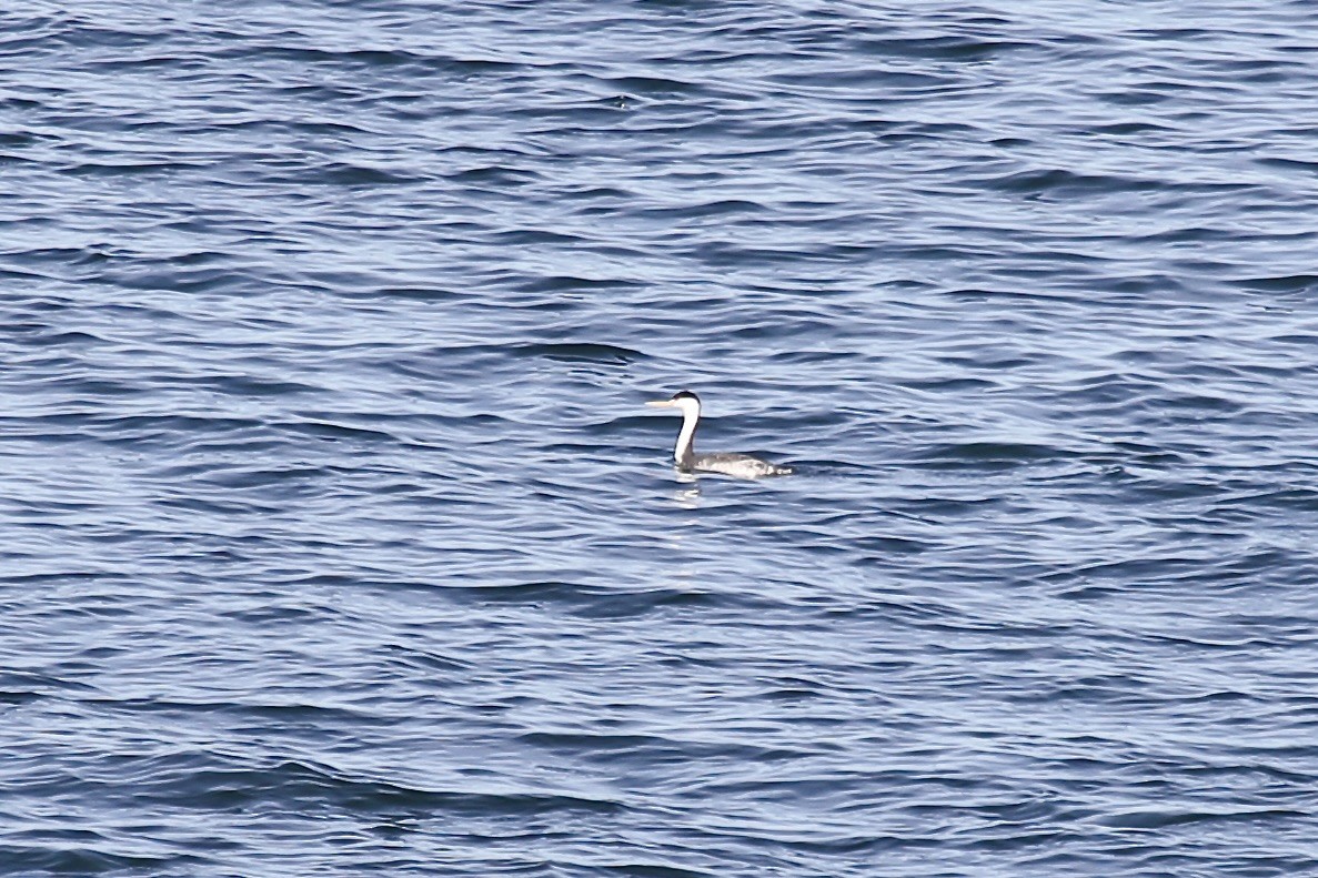 Clark's Grebe - ML612577712