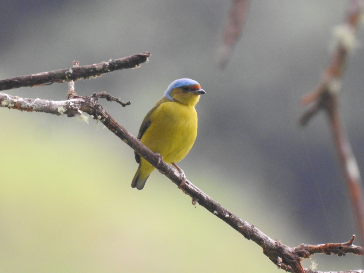 Golden-rumped Euphonia - ML612577761