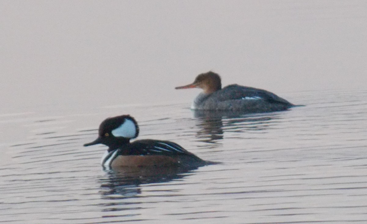 Red-breasted Merganser - Glenn Knoblock