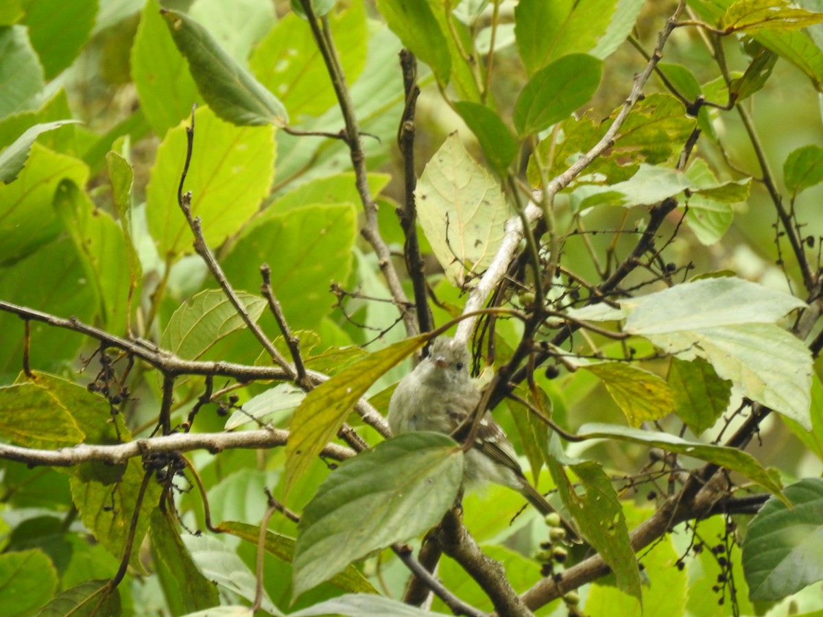 Lesser Elaenia - ML612577833