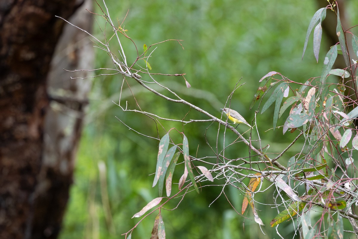 White-throated Gerygone - Nathan Bartlett