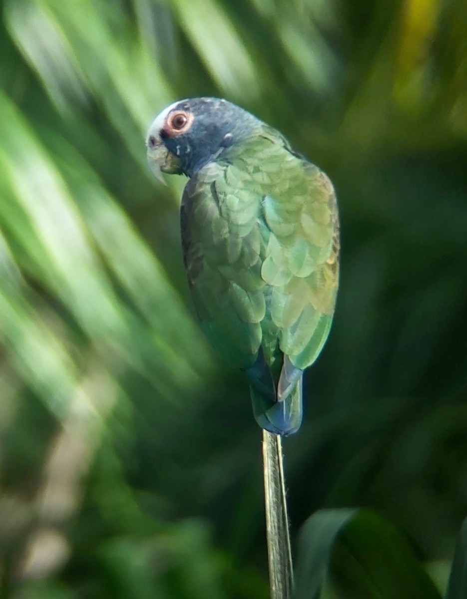 White-crowned Parrot - Jay VanderGaast