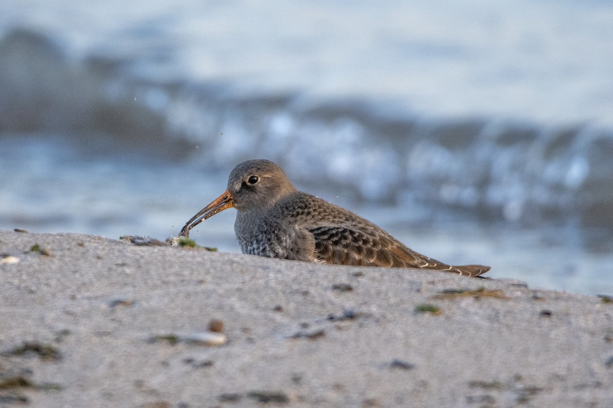 Purple Sandpiper - ML612577859