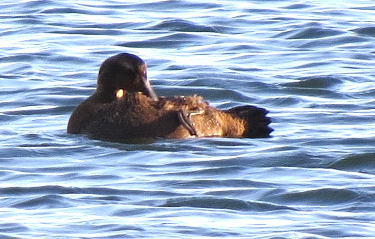 Common Eider - ML612577862