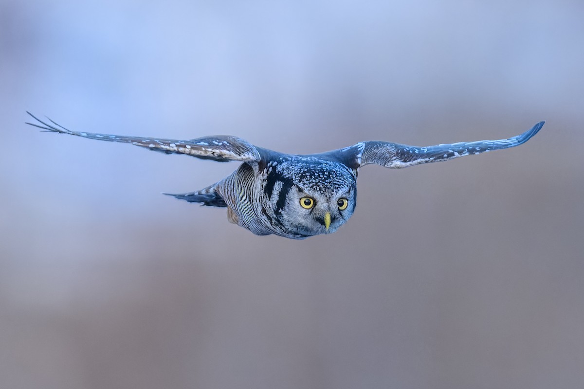 Northern Hawk Owl - ML612577890