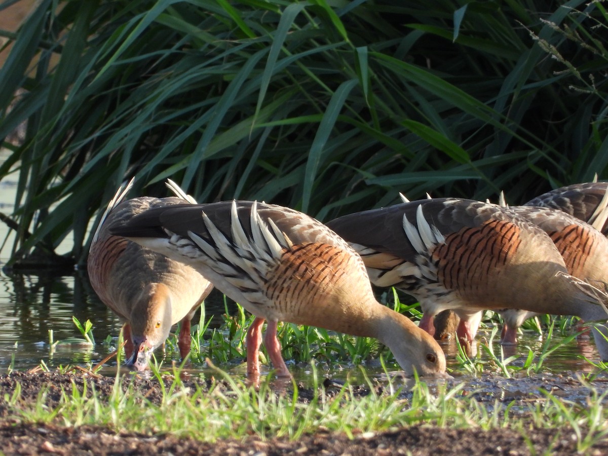 Plumed Whistling-Duck - ML612577907