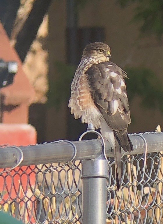 Sharp-shinned Hawk - Deborah House