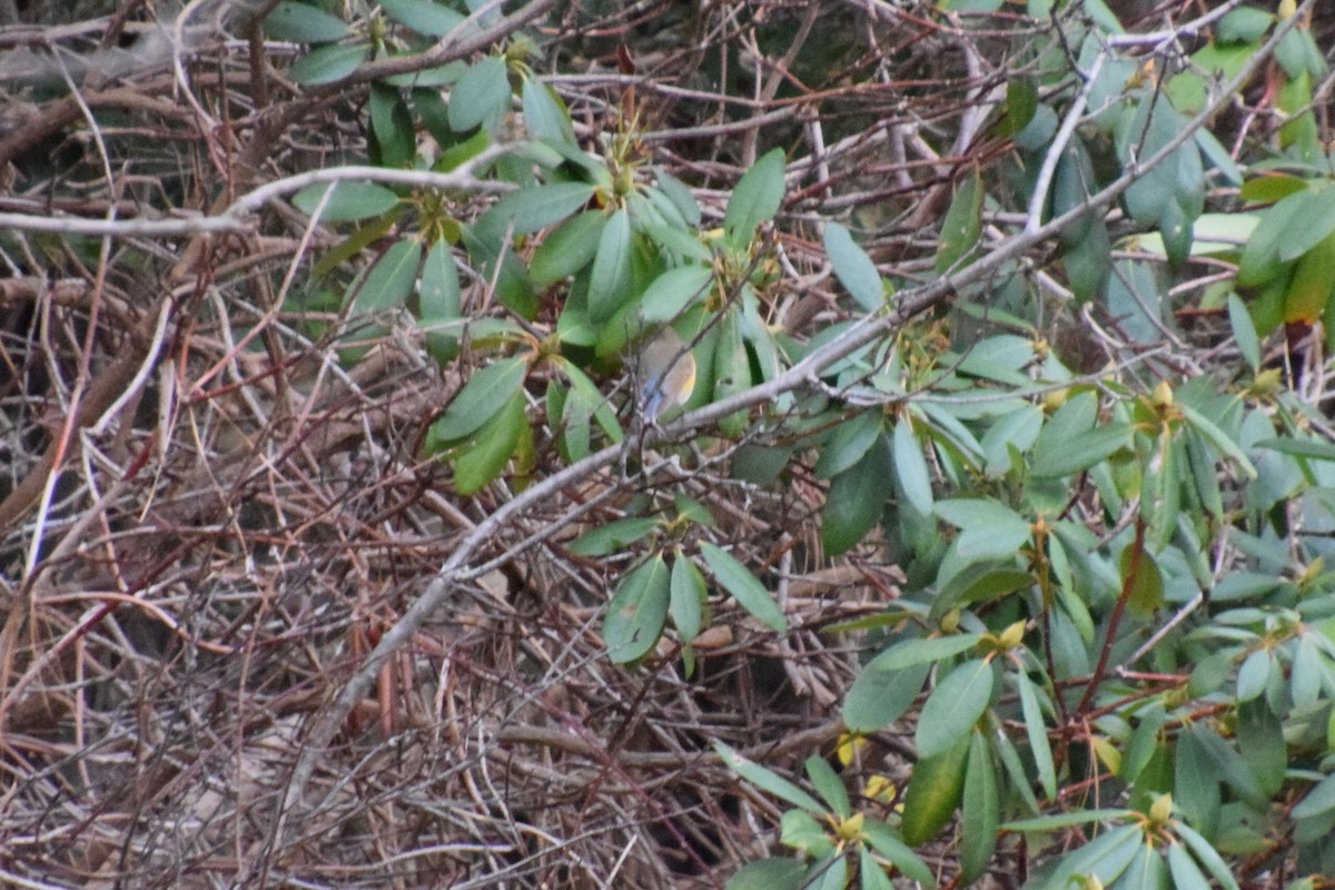 Red-flanked Bluetail - ML612578080