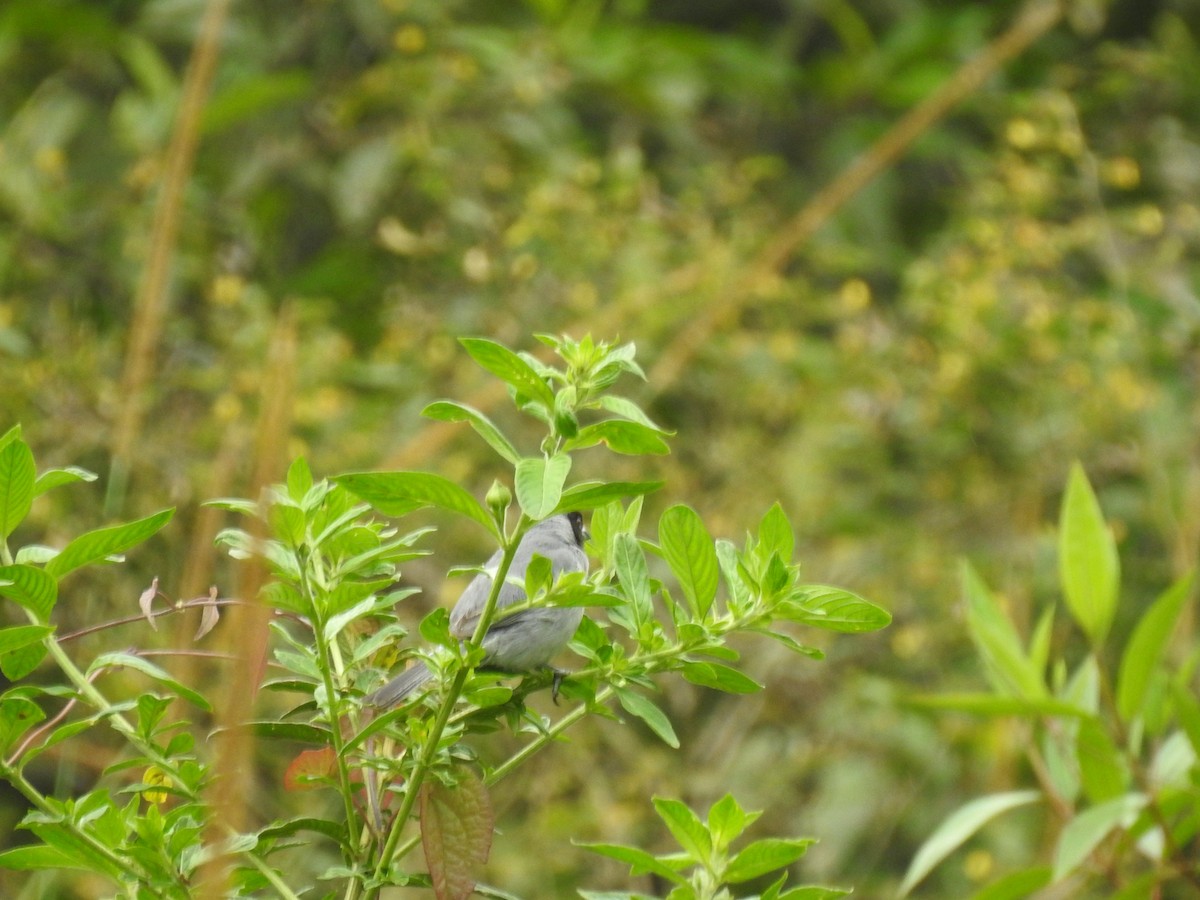 Black-faced Tanager - ML612578083