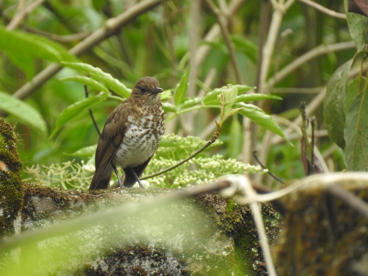 Marañon Thrush - ML612578105