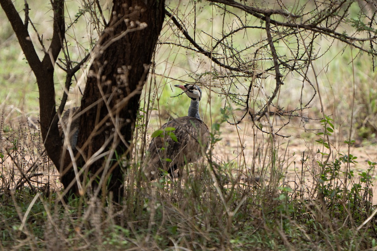 White-bellied Bustard - ML612578122