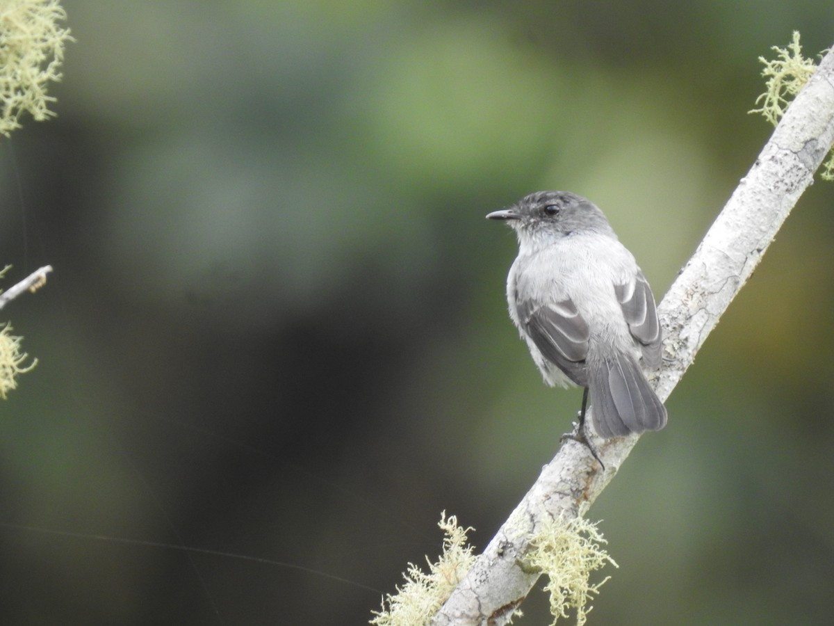 Torrent Tyrannulet - ML612578138