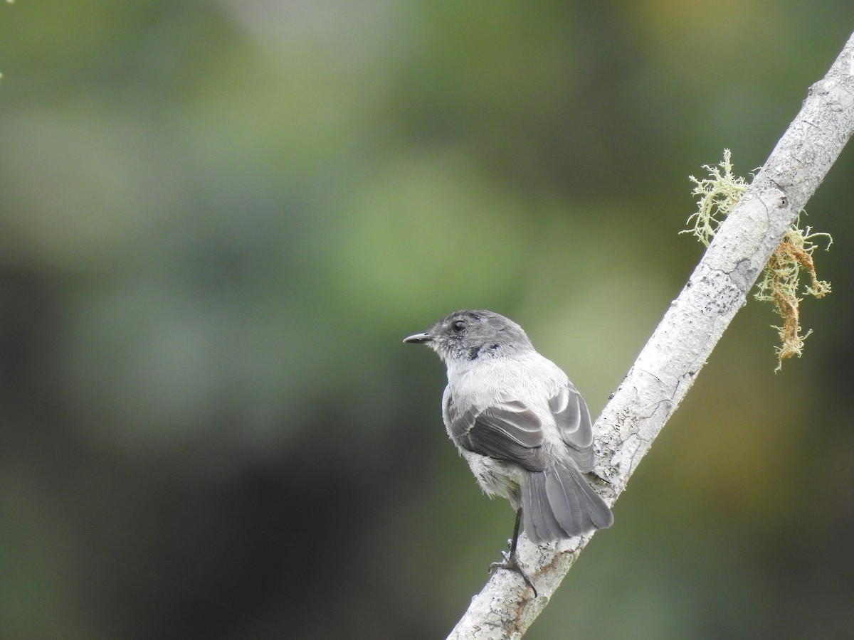 Torrent Tyrannulet - ML612578139