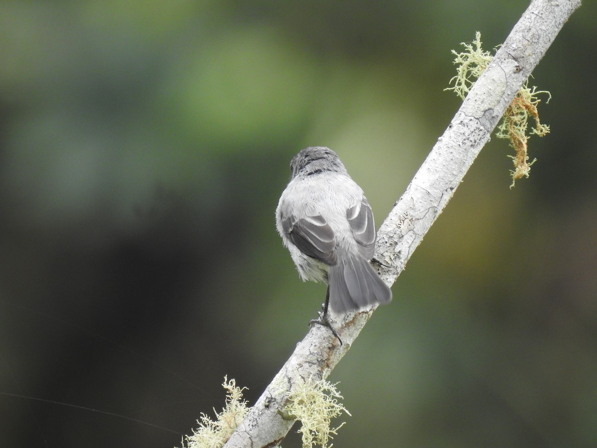 Torrent Tyrannulet - ML612578141