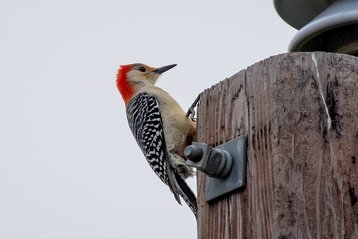 Red-bellied Woodpecker - Laurie Sheppard