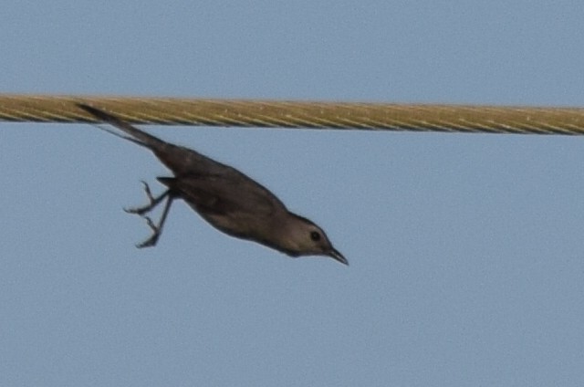 Gray Catbird - ML61257821